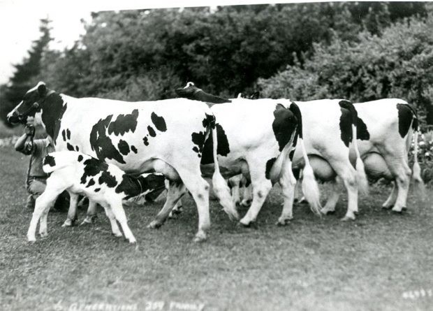 Black and white photograph of four dairy cows in a field. A calf is feeding from the first cow.