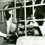Early Milking Parlour