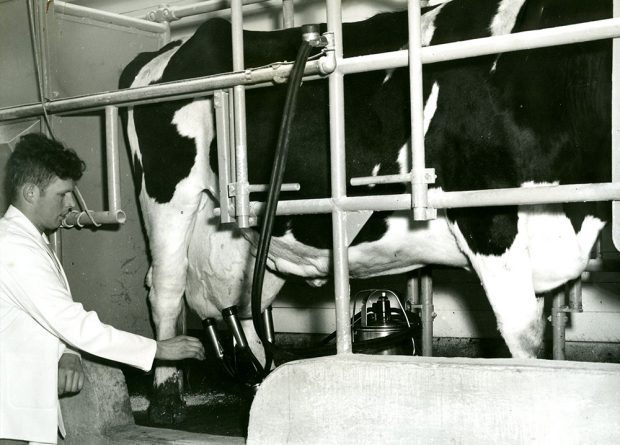 Black and white photograph of a man attaching an automated milking machine to a cow's udders.