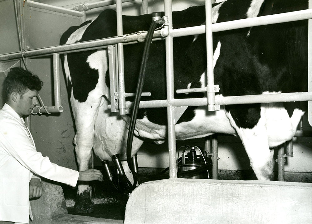 Black and white photograph of a man attaching an automated milking machine to a cow's udders.