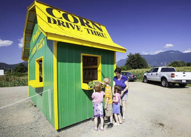 Colour photograph of a woman and three children waiting to purchase corn at a barn.