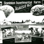 Agassiz Experimental Farm Products