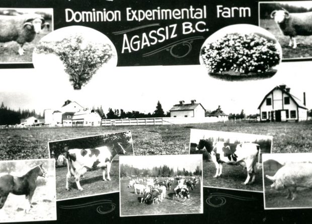 Black and white postcard with images of barns, flowers, and livestock. There is a caption Dominion Experimental Farm, Agassiz B.C.