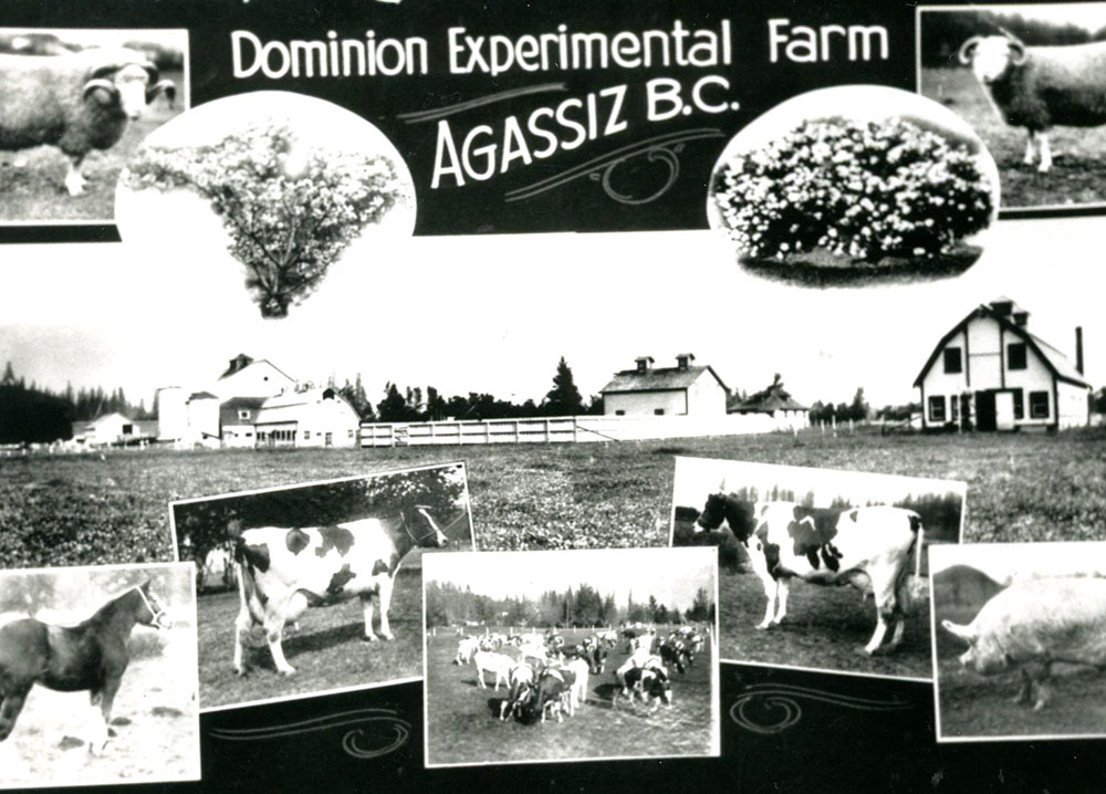 Black and white postcard with images of barns, flowers, and livestock. There is a caption "Dominion Experimental Farm, Agassiz B.C."