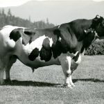 Agassiz Dominion Experimental Farm Prize Bull