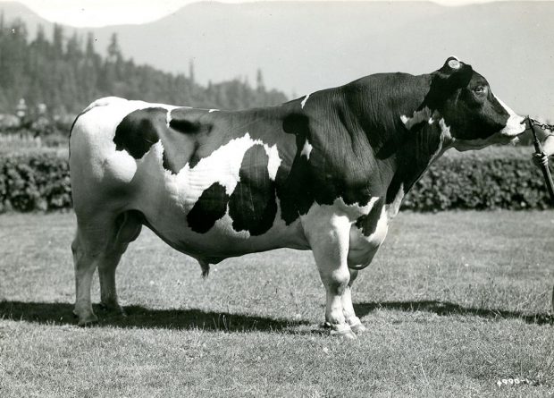 Black and white photograph of a large bull standing in a field outside.