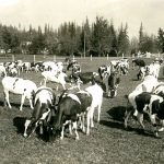 Agassiz Dominion Experimental Farm Holstein Dairy Herd