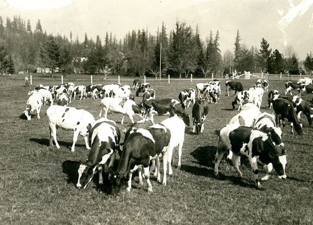 Black and white photograph of cows grazing in a field.
