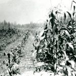 Agassiz Dominion Experimental Farm Corn Field