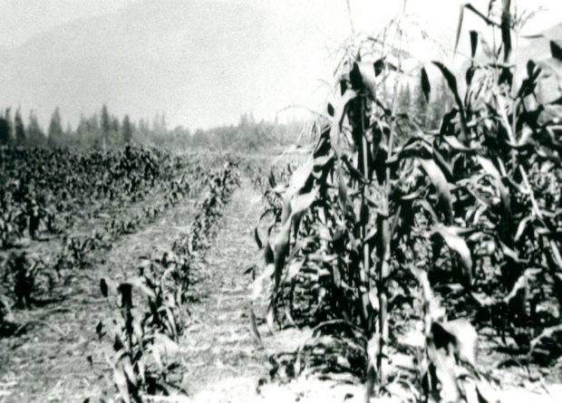 Black and white photograph of a corn field.