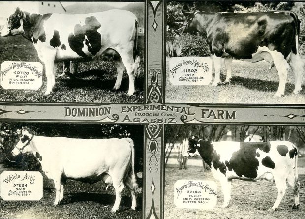 Black and white postcard with images of four cows. There is a caption Dominion Experimental Farm 20,000 lbs cows, Agassiz.