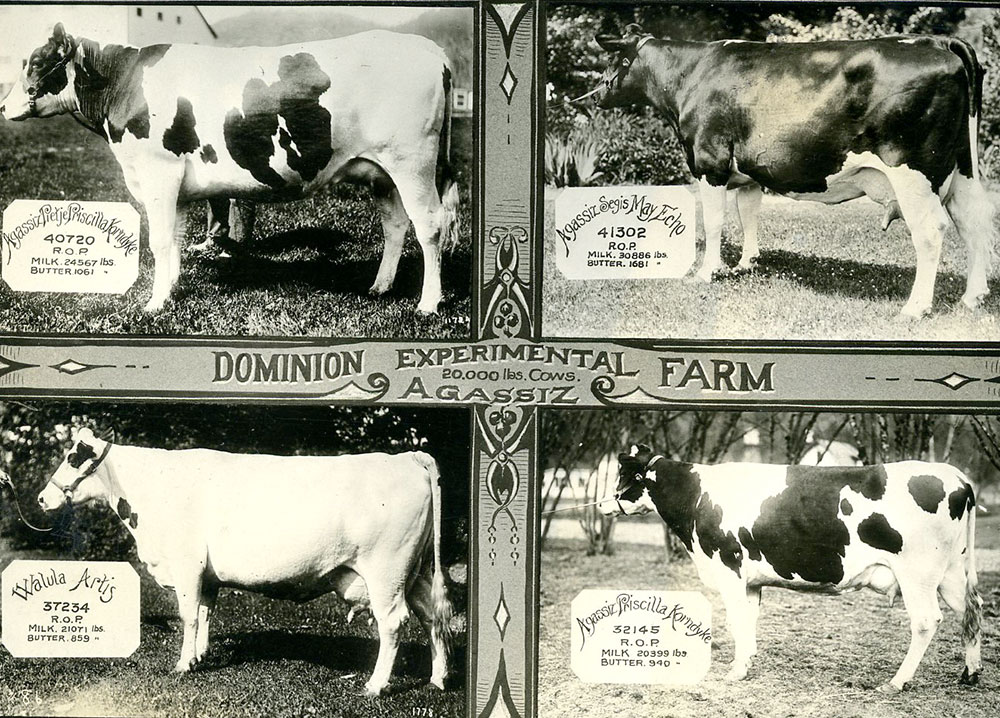 Black and white postcard with images of four cows. There is a caption "Dominion Experimental Farm 20,000 lbs cows, Agassiz."