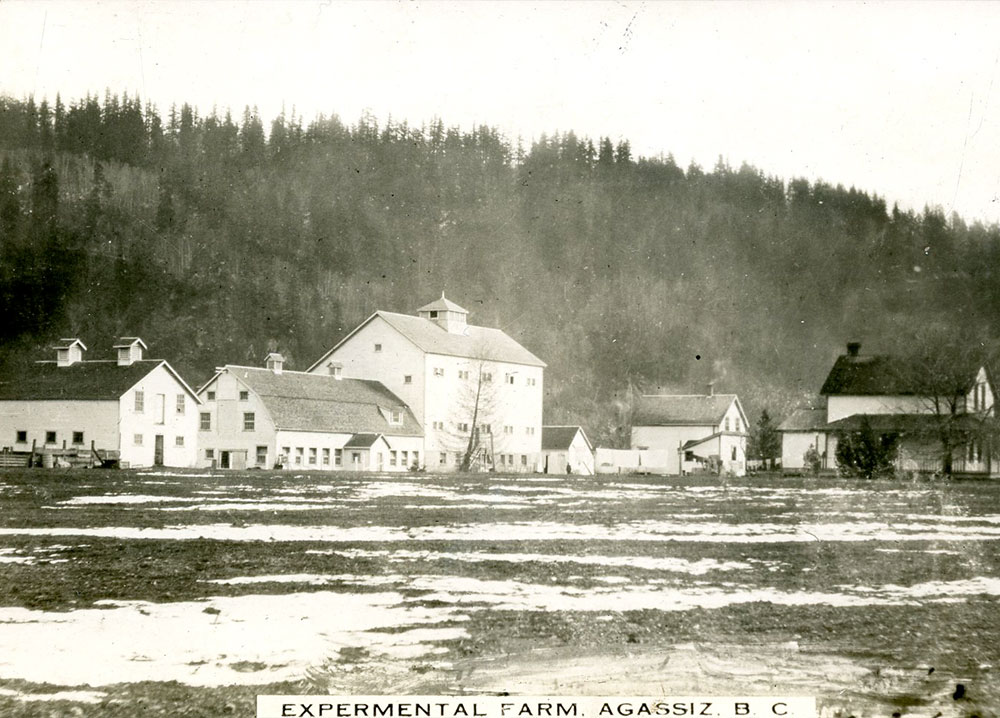 Black and white postcard with images of barns and a house. There is a caption "Experimental Farm, Agassiz, B.C."