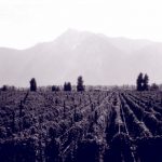 Agassiz Hop Field, 1940s