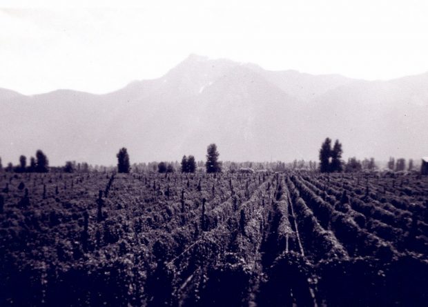 Black and white photograph of a hop field with Mount Cheam in the background.