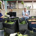 Shucking Corn at the Agassiz Fall Fair