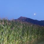 Mount Cheam and Corn Field