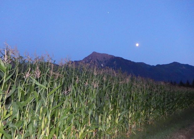 Colour photograph of a corn field at sunset with Mount Cheam in the background.
