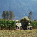 Harvesting Corn
