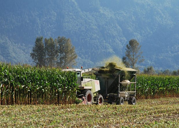Colour photograph of a tractor harvesting corn with mountains in the background. The silage is blown into a wagon behind the tractor.