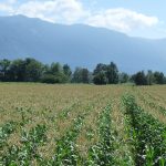 Agassiz Corn Field
