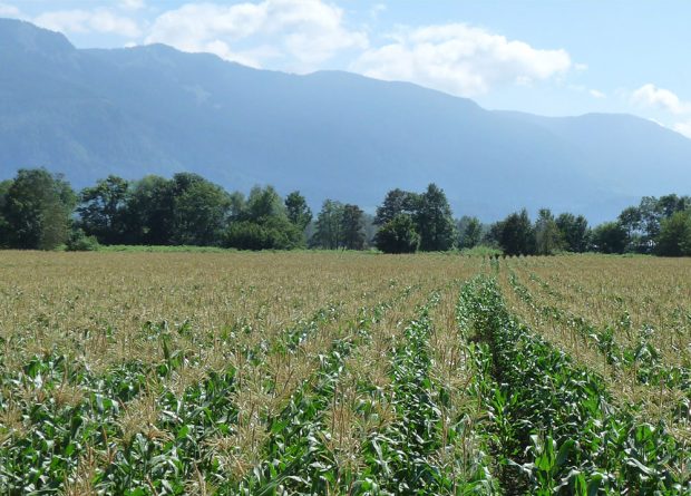 Colour photograph of a corn field on a sunny day with mountains in the background.