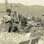 Hop Pickers in Agassiz
