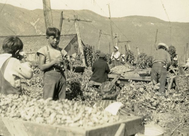 Black and white photograph of children and adults working in a hop yard. Full crates of hops are in the foreground and background.