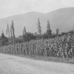 Jack Dichson’s Corn Field