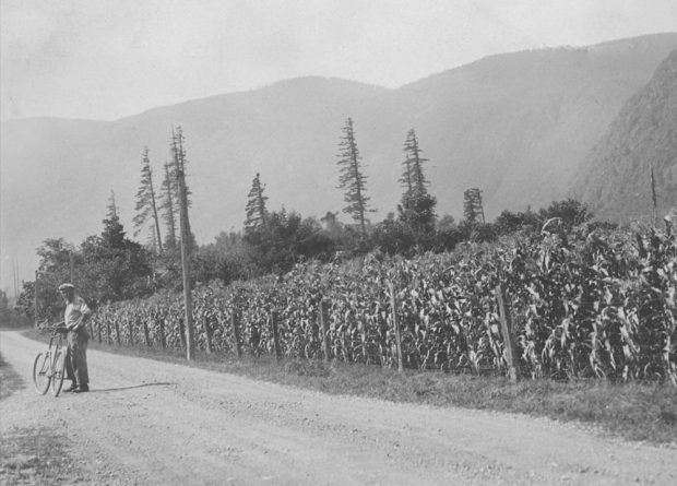 Black and white photograph of a corn field. A man and his bicycle are on the road beside the field.