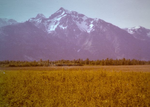 Colour photograph of a field of corn and thistle. Mount Cheam is in the background.