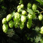Agassiz Hops