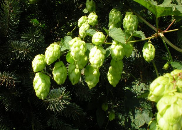 Colour photograph of a hop plant with an evergreen in the background.