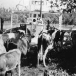 Cows at the Agassiz Ferry Landing