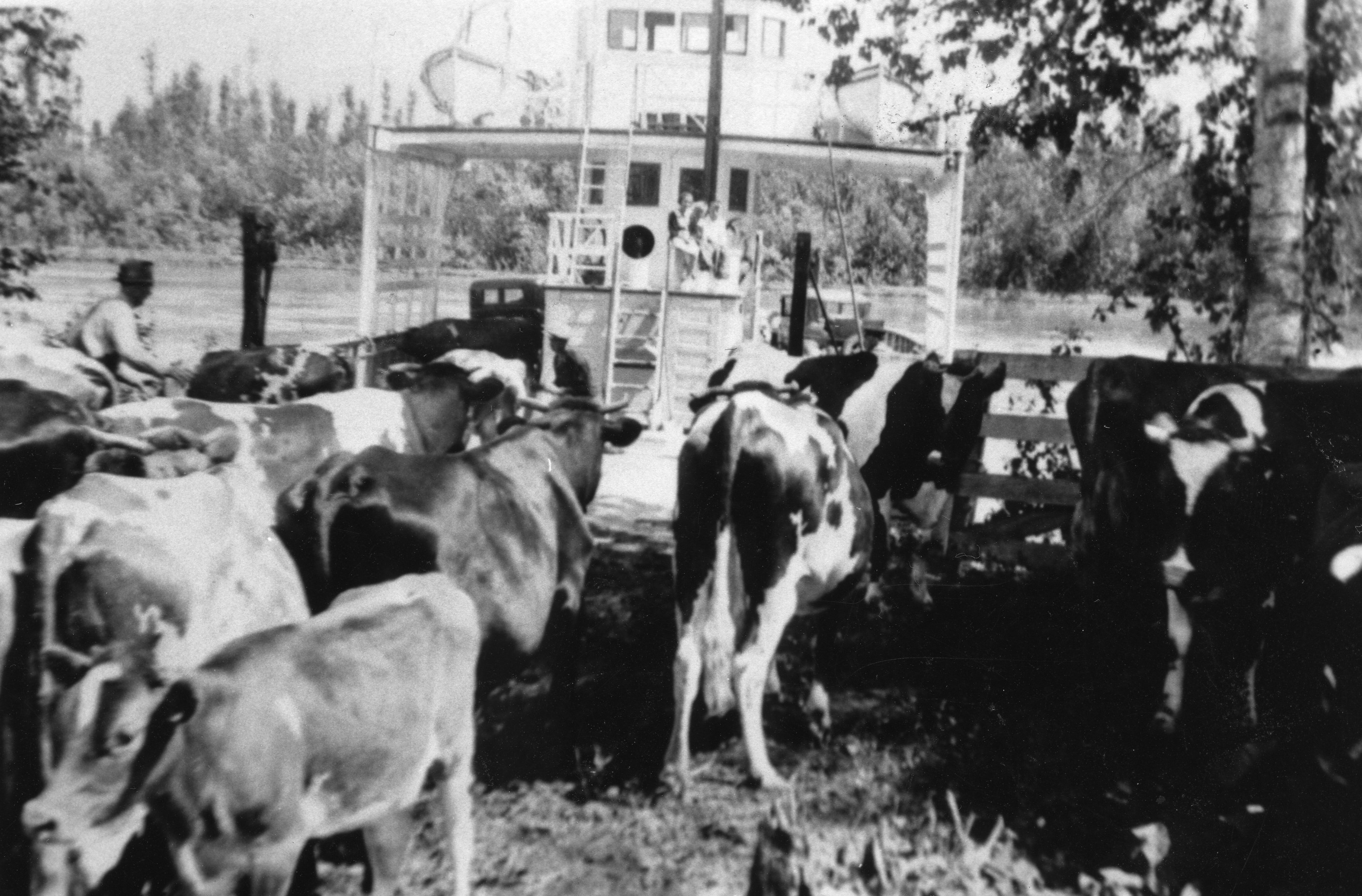 Black and white photograph of cows being loaded onto a ferry boat.