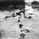 Cow Safety During the 1948 Flood