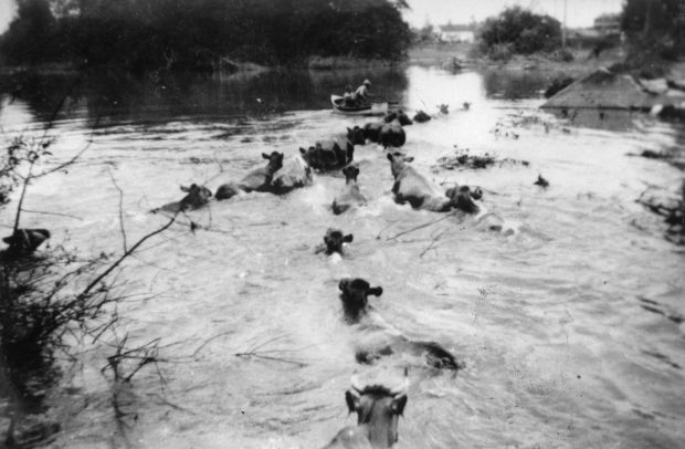 Black and white photograph of cows swimming across flooded farm land, following a row boat.