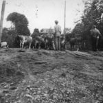 Herding Cows During the 1948 Flood