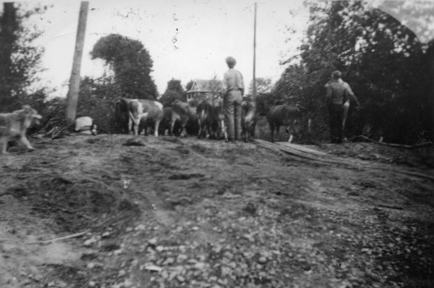 Black and white photograph of cows being herded on a mountain top.