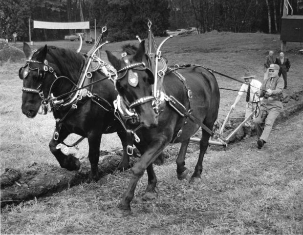 Black and white photograph of two men ploughing a field with a team of horses.