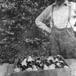 Crate of Chicks at the Agassiz Dominion Experimental Farm