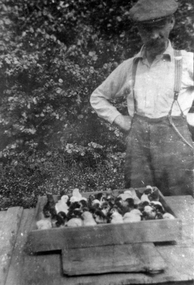 Black and white photograph of a man standing over a box of chicks.