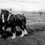 Team of Horses Ploughing