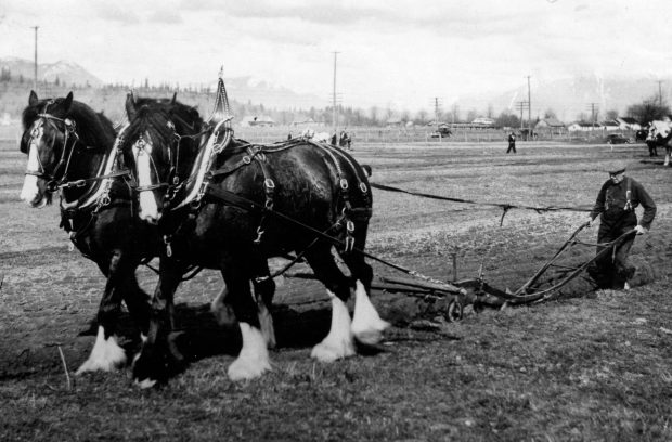 Black and white photograph of a team of horses ploughing at a match.