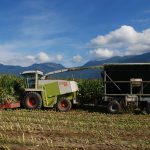 Harvesting Corn for Cow Feed