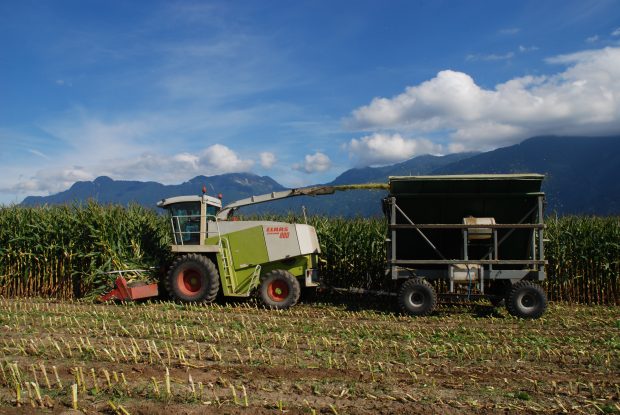 Colour photograph of a tractor harvesting corn with mountains in the background. The silage is being blown into a wagon behind the tractor.