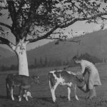 Feeding Calves