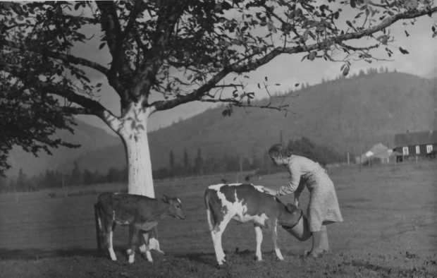 Black and white photograph of a woman feeding two calves out of a pail. She is standing in a field under a tree.