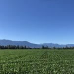 Field of Knee High Agassiz Corn
