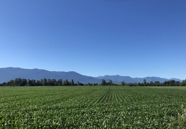 Colour photograph of corn field with clear blue sky and mountains in the background.